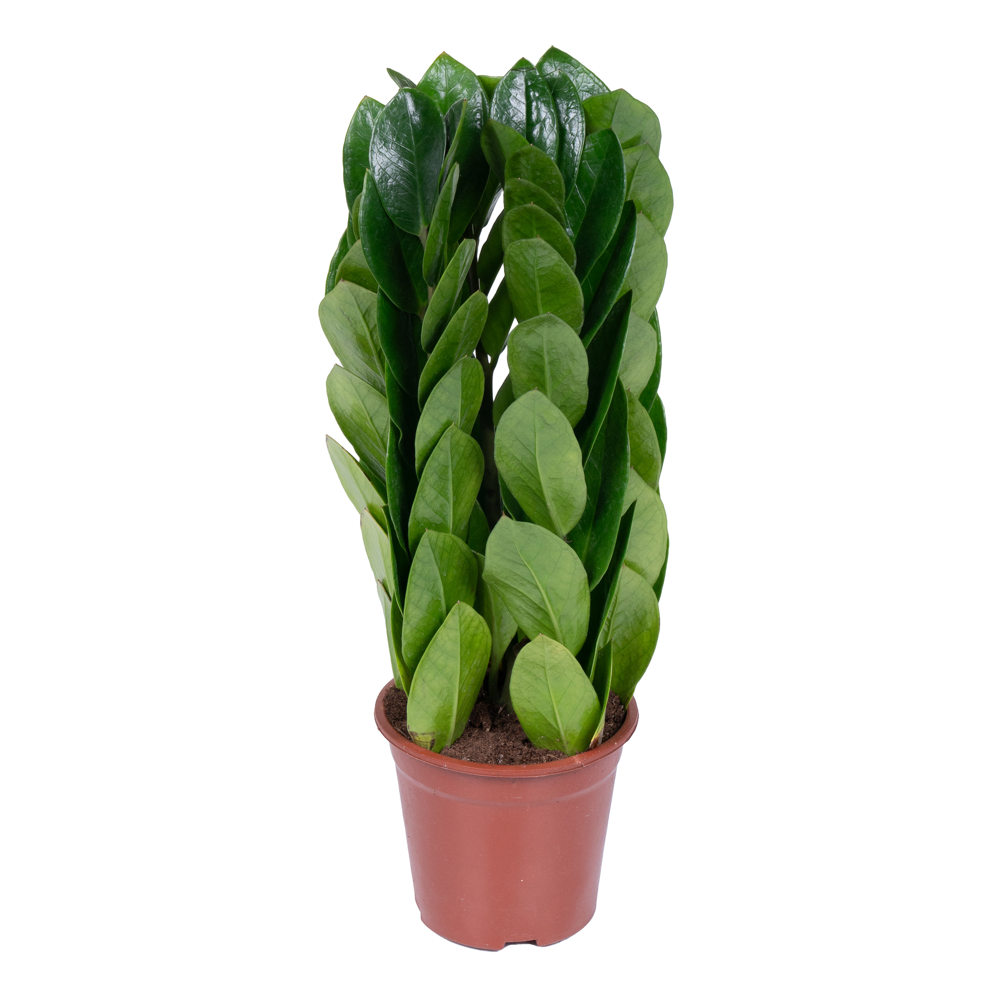 Замиокулкас пирамида