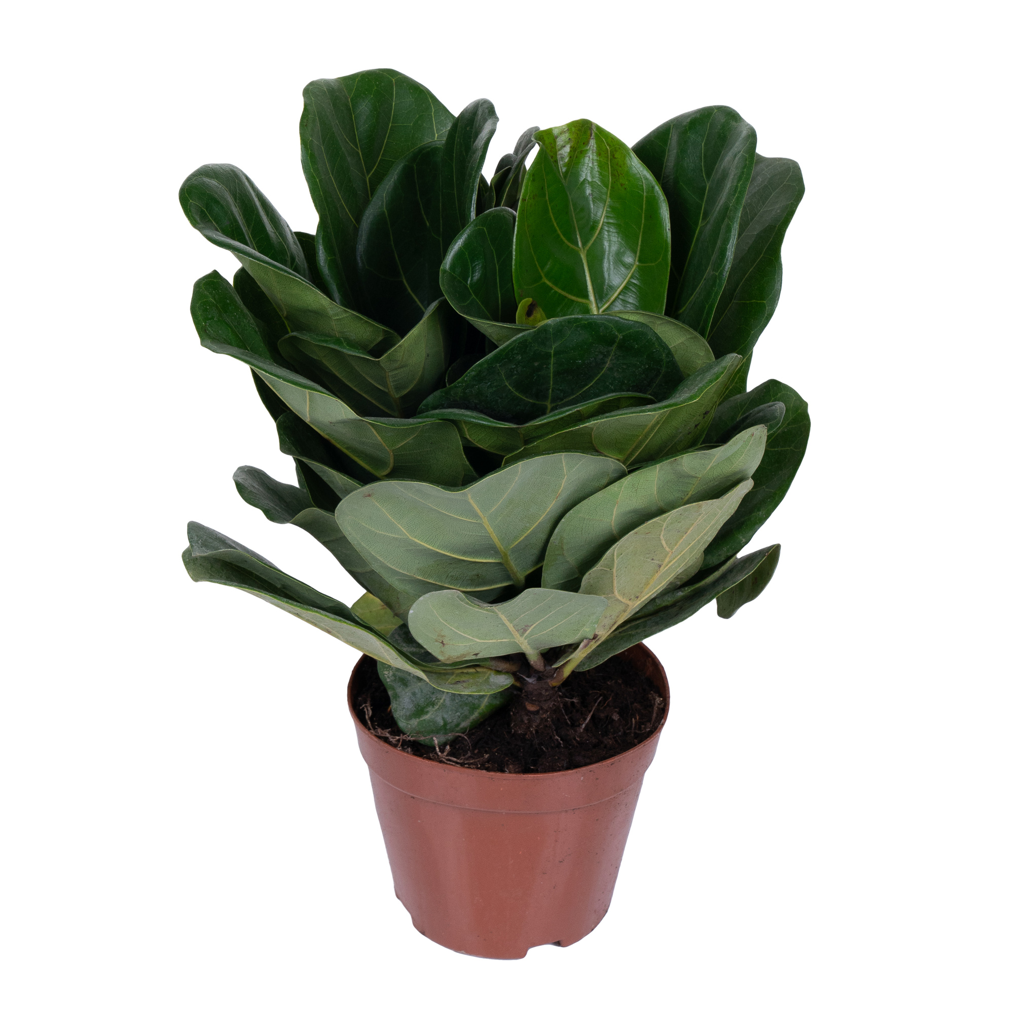 Фикус лирата Бамбино 3 ст