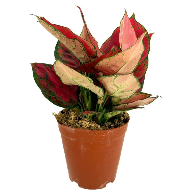 Аглаонема Ред Руи