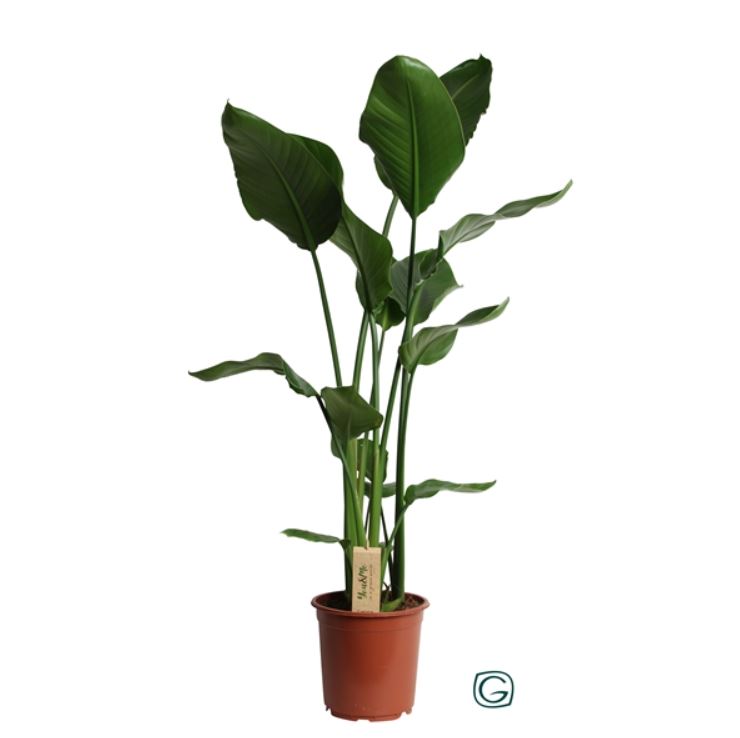 Стрелиция Николая