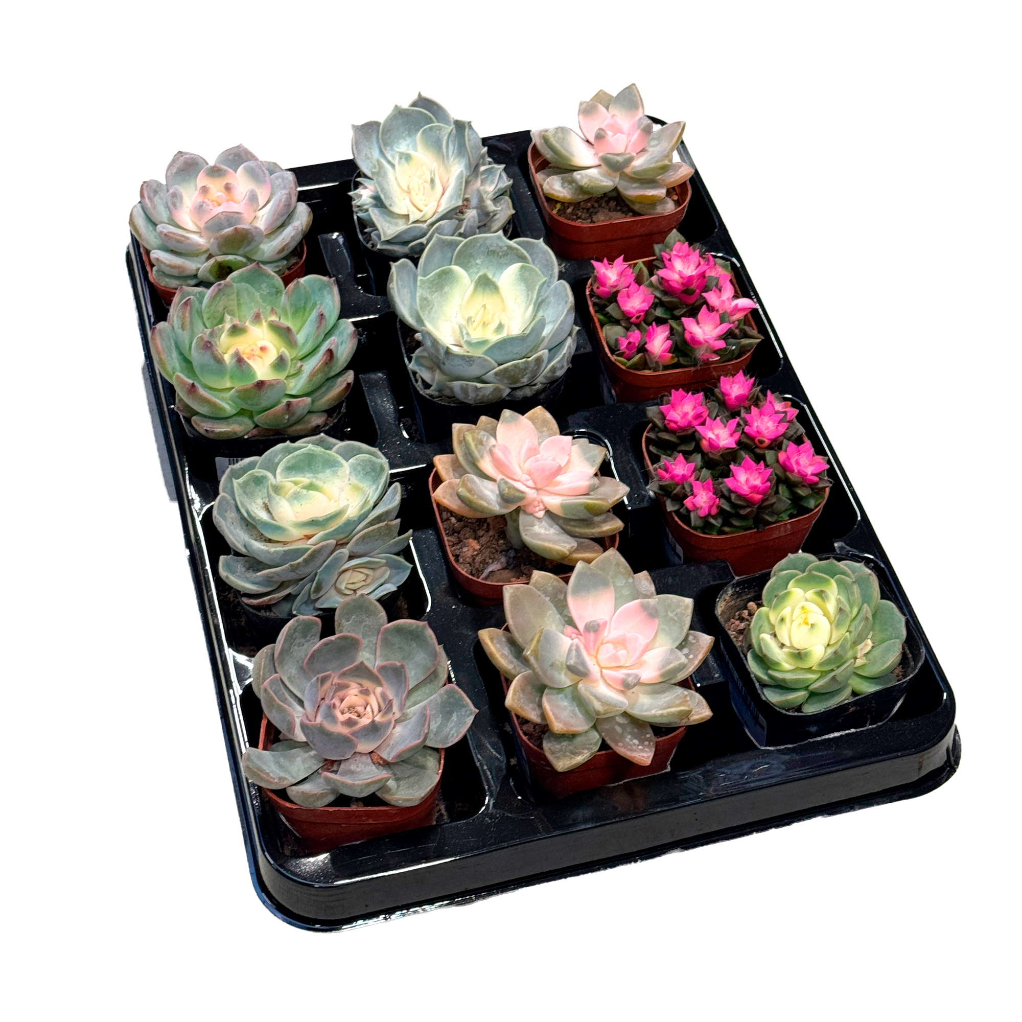 Эхеверия Микс