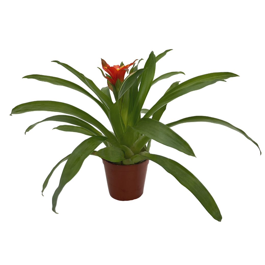 Гузмания Красная