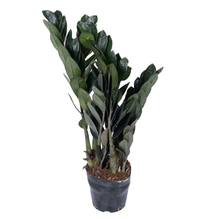 Замиокулкас Равен