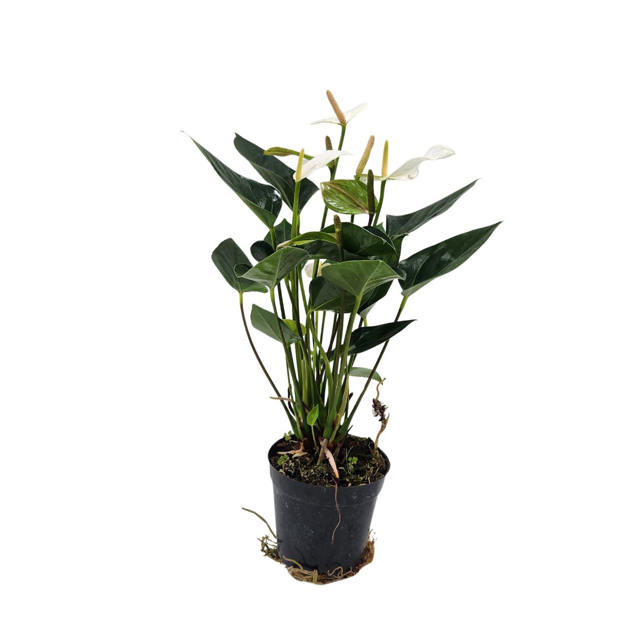 Антуриум андрианум Вайт Бейби