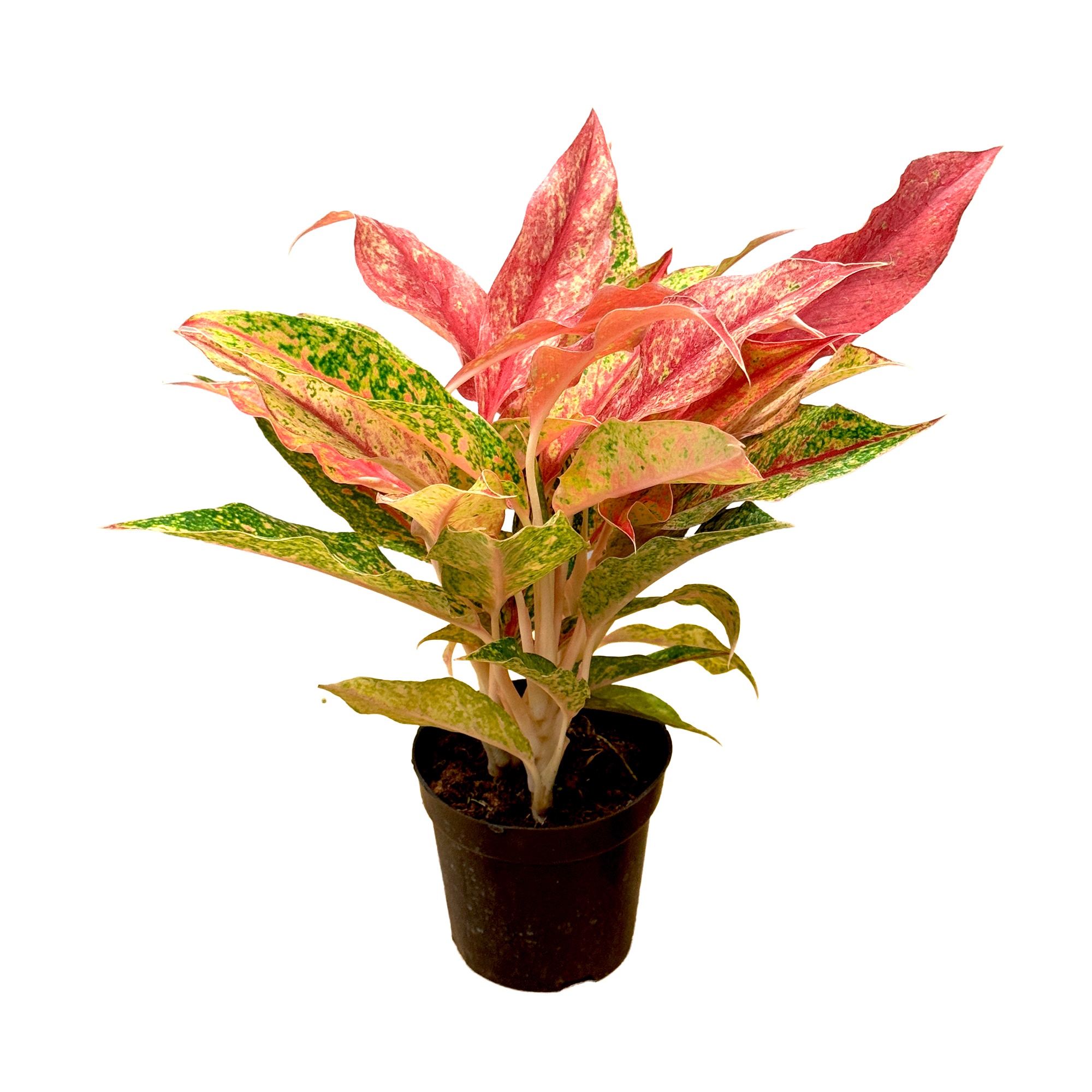 Аглаонема Фаерворкс