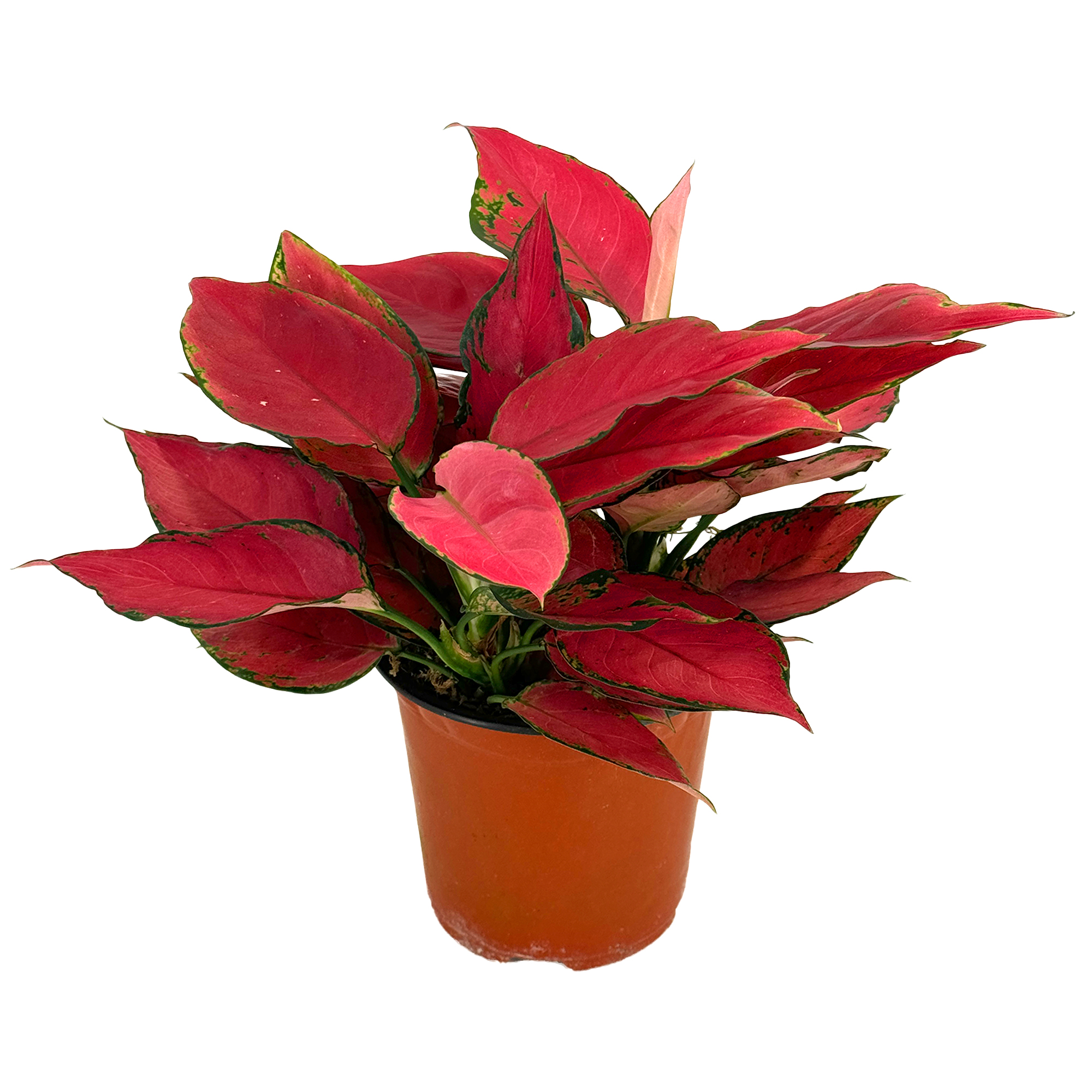 Аглаонема Красная