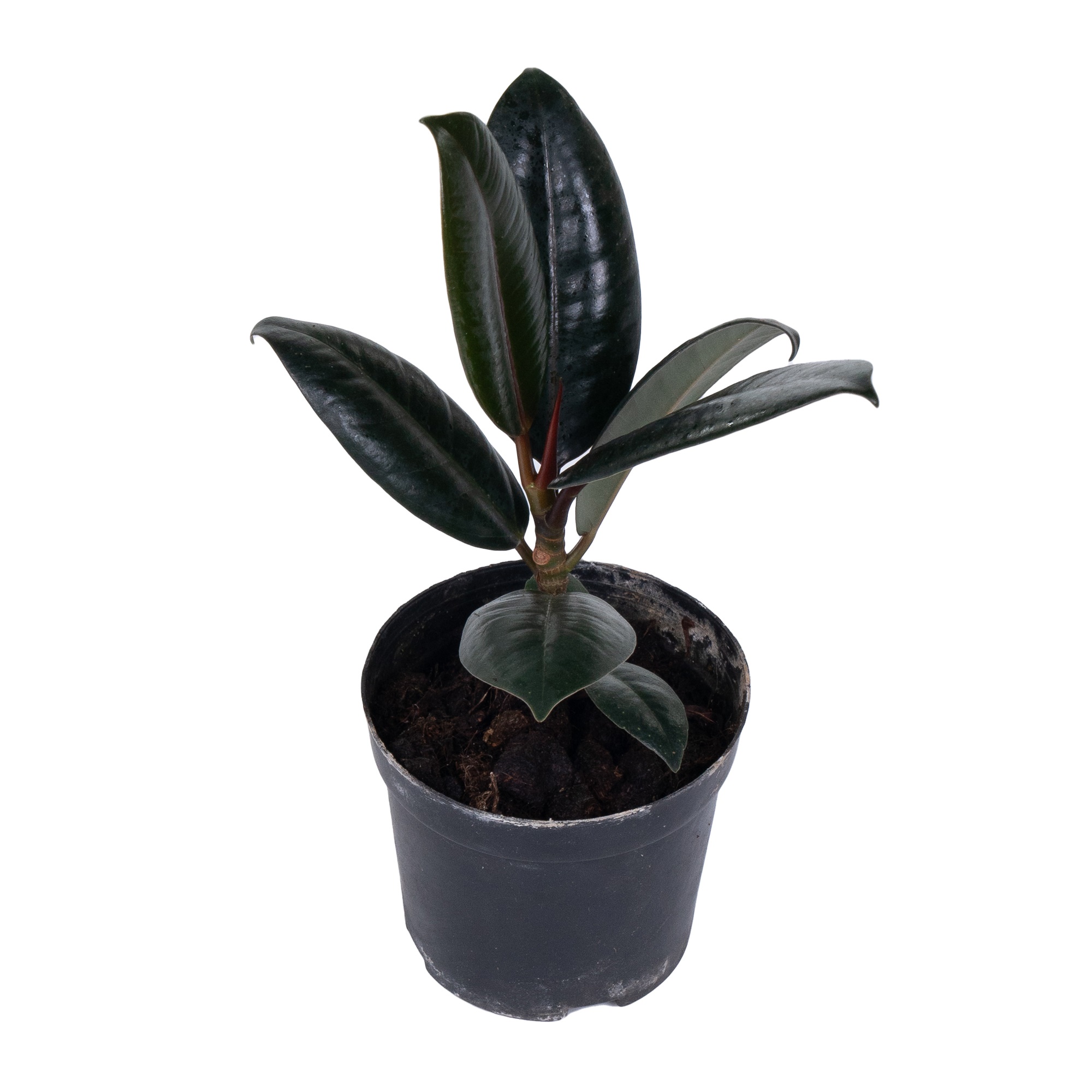 Фикус эластика Бургунди