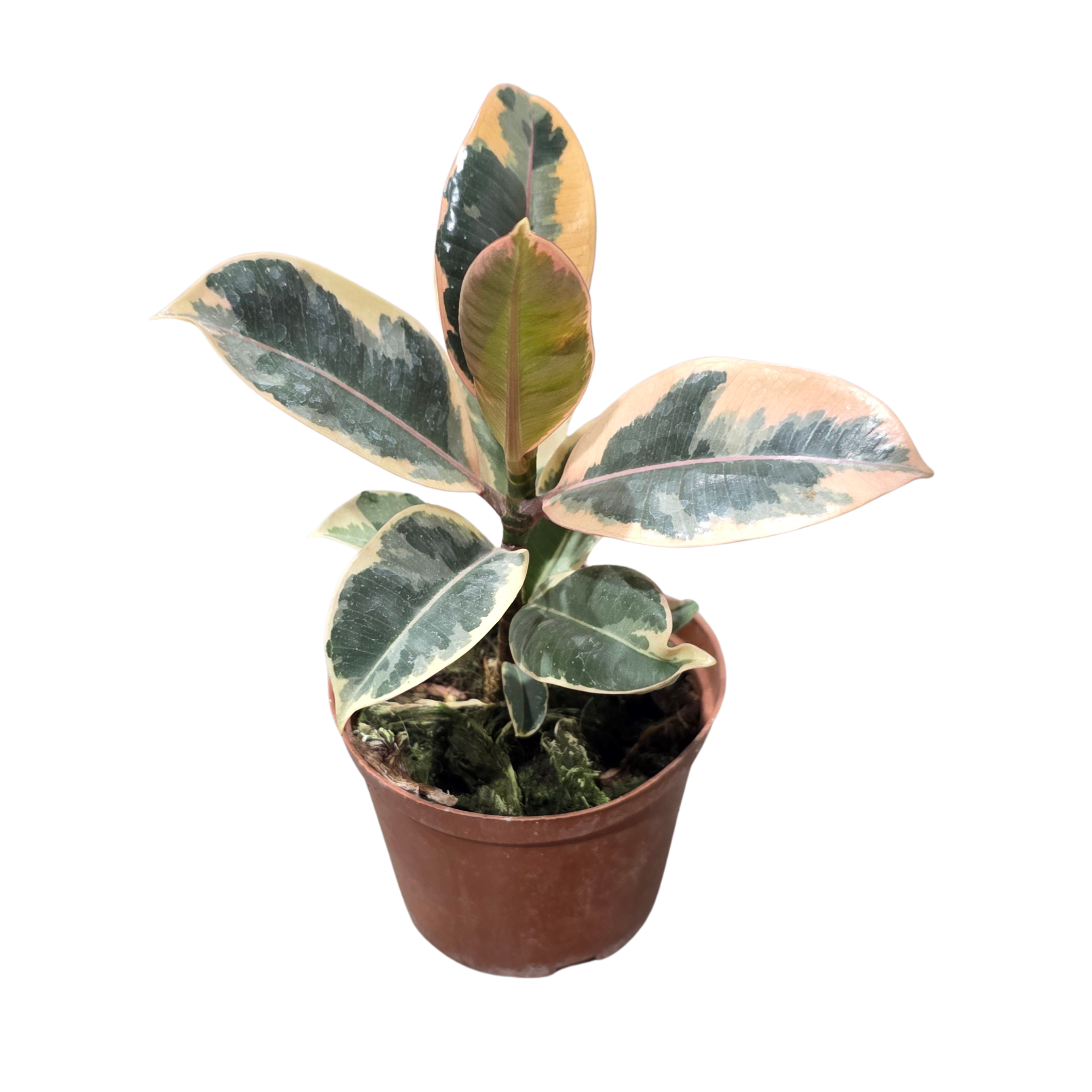 Фикус эластика Тинеке