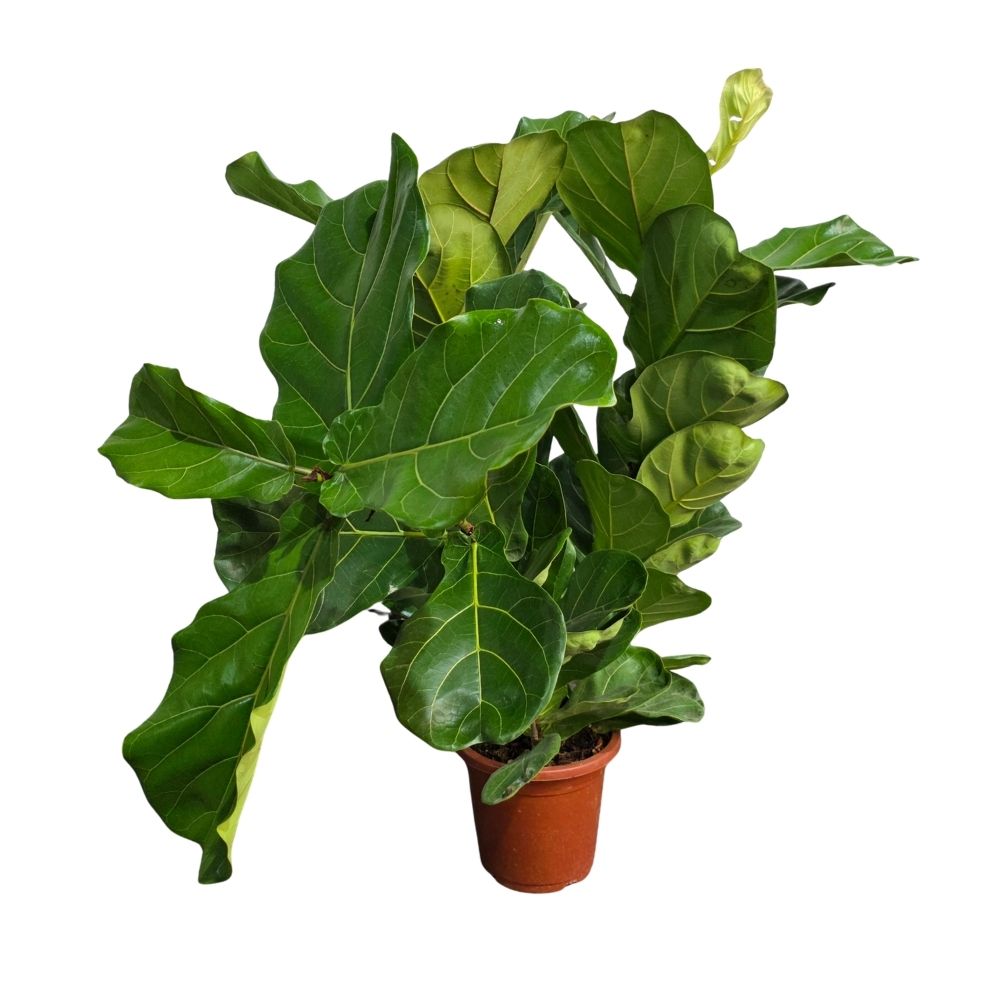 Фикус лирата 3 ст