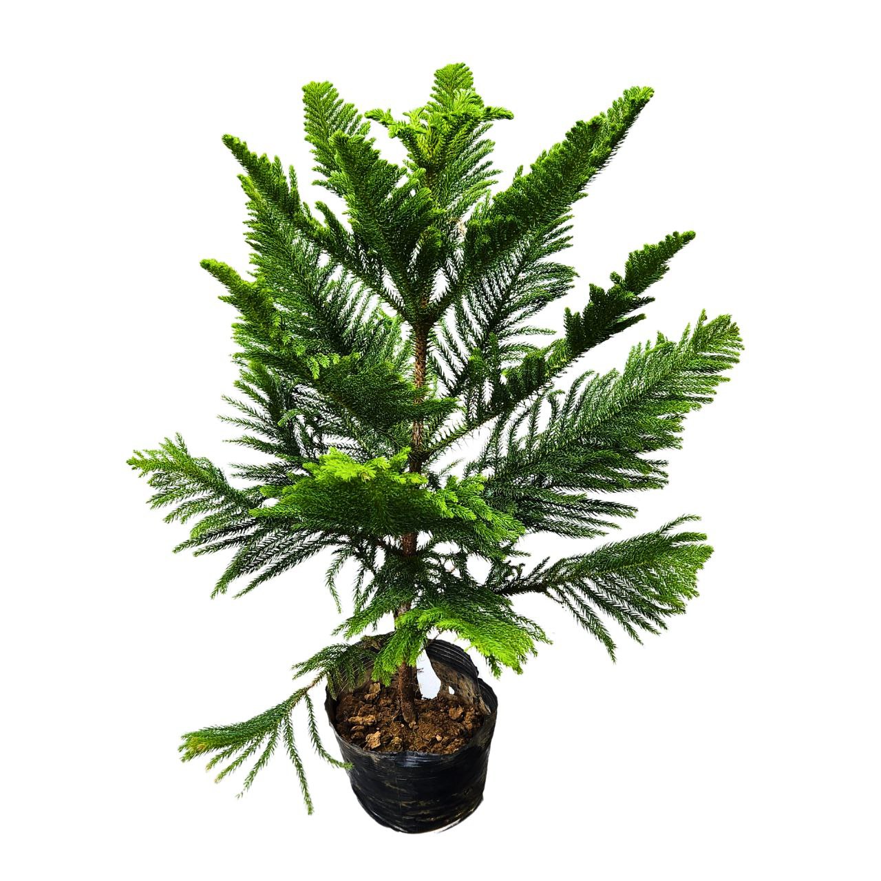 Араукария Каннингема