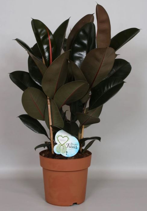 Фикус эластика Абиджан