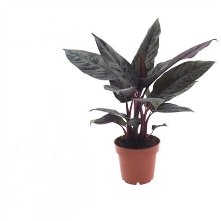 Апобаллис остроконечный