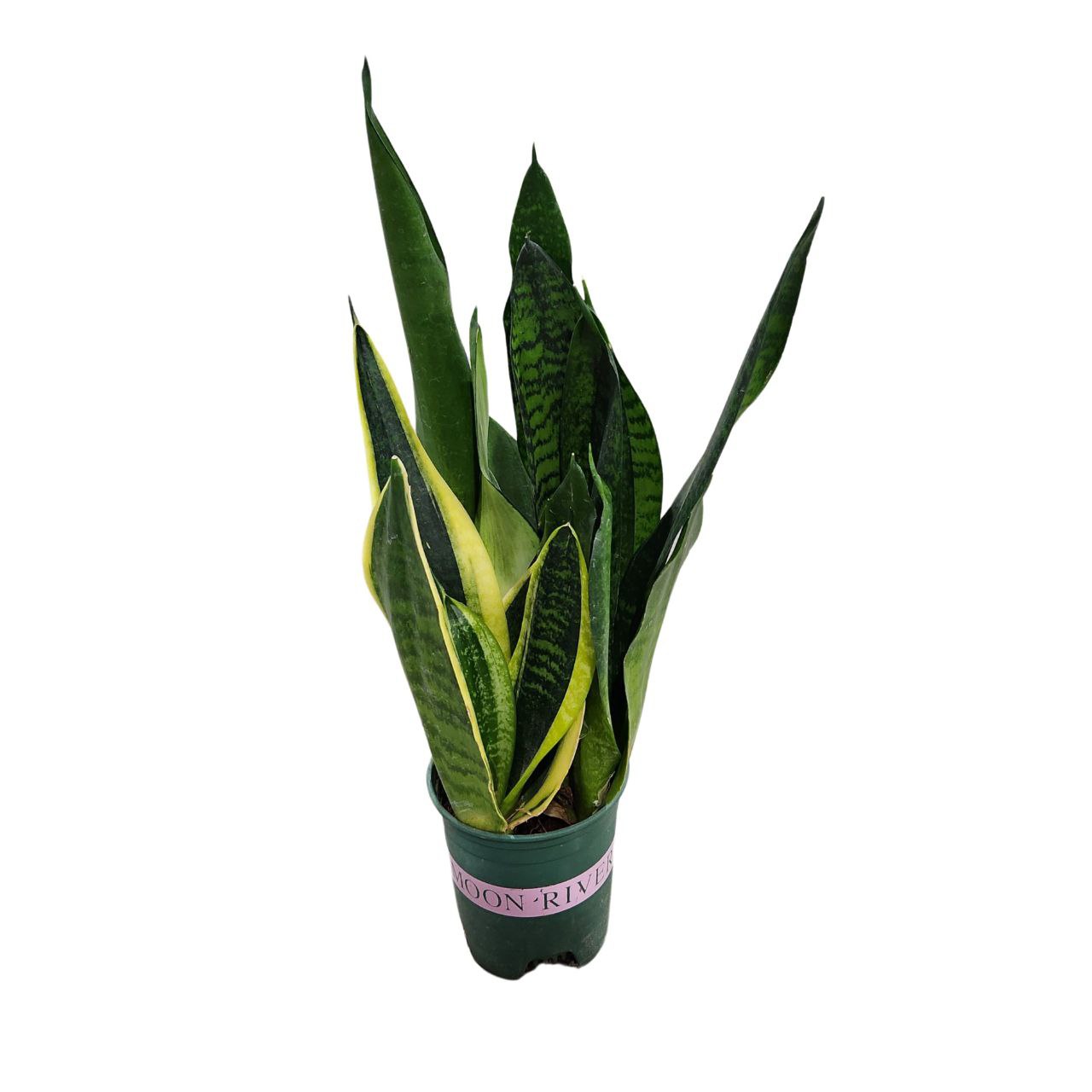 Сансевиерия Микс в горшке