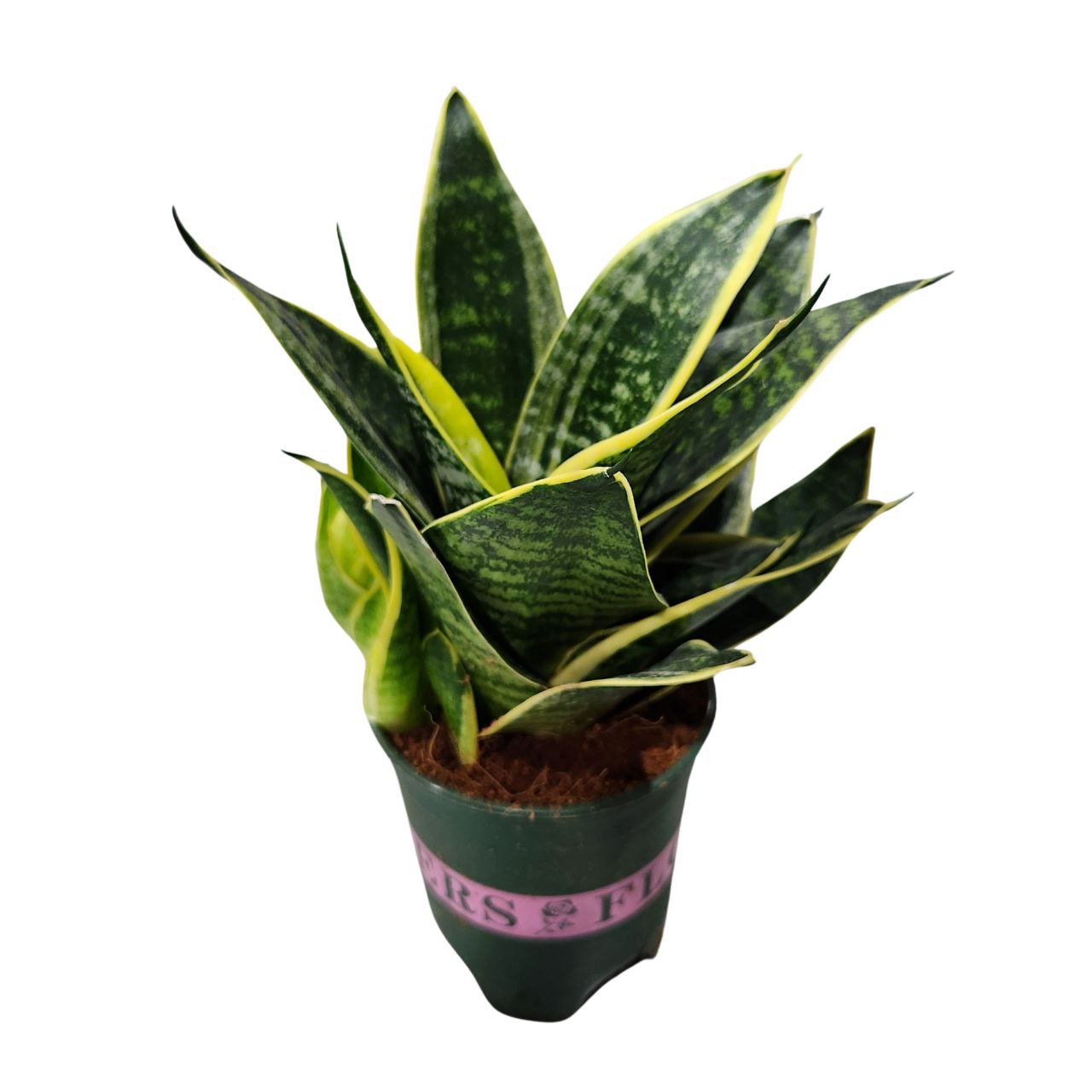 Сансевиерия Голд Боттом