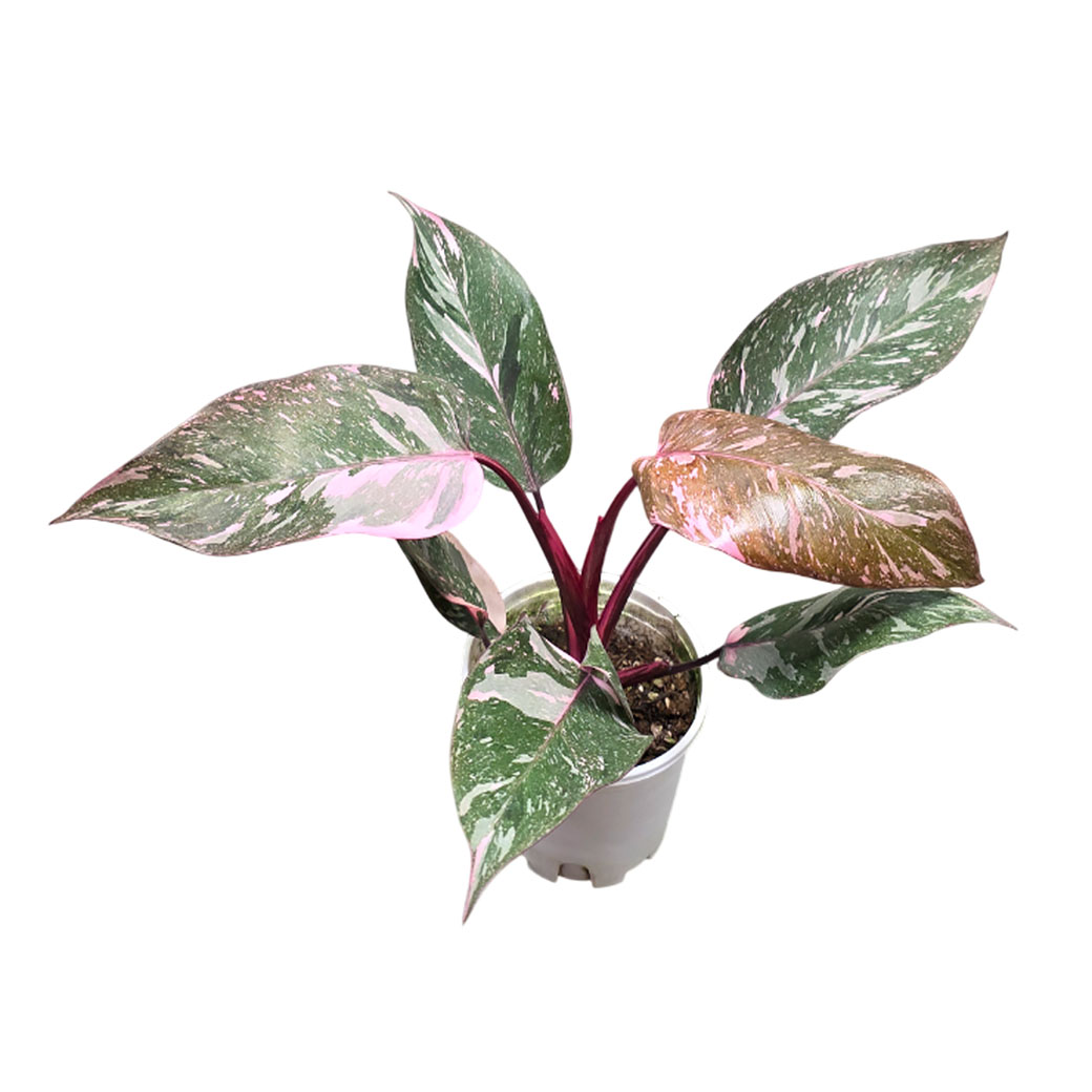 Филодендрон Пинк Принцесс