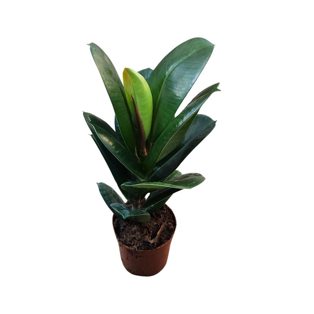 Фикус эластика Руби