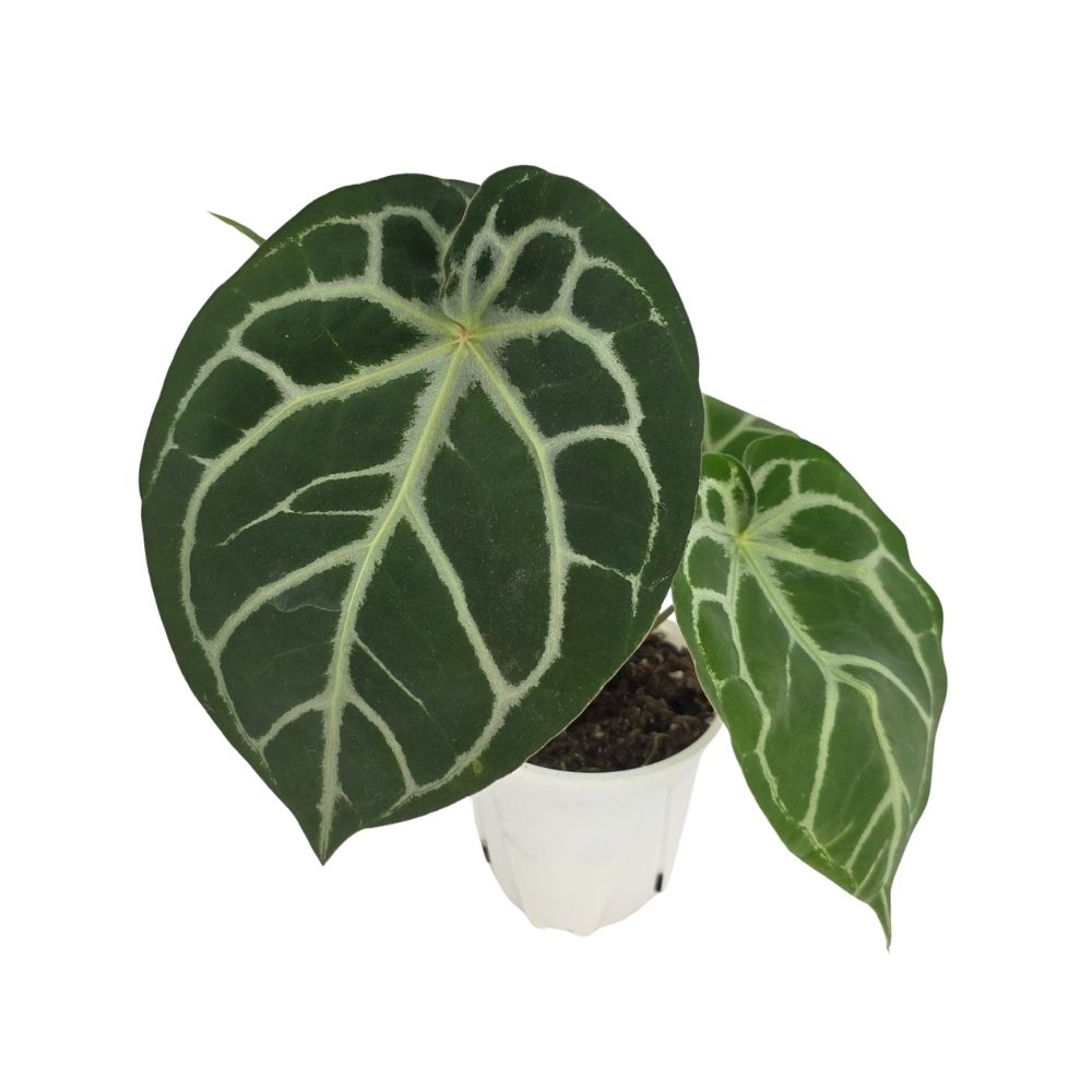 Антуриум кларинервиум