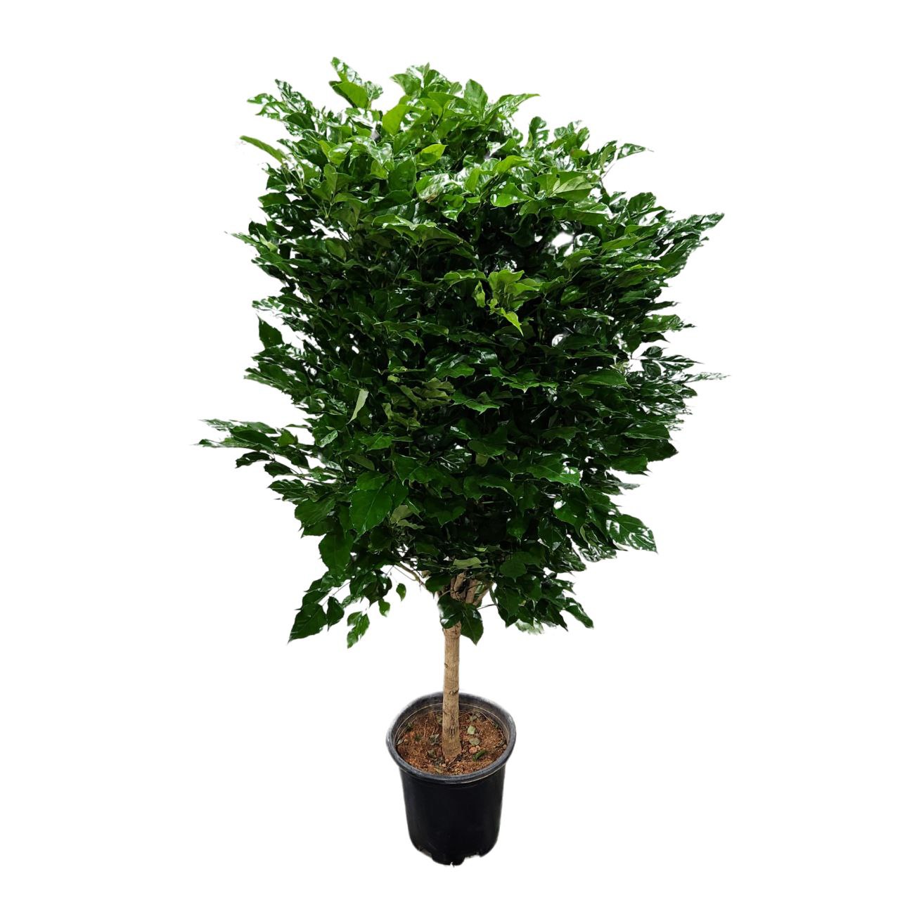 Радермахера