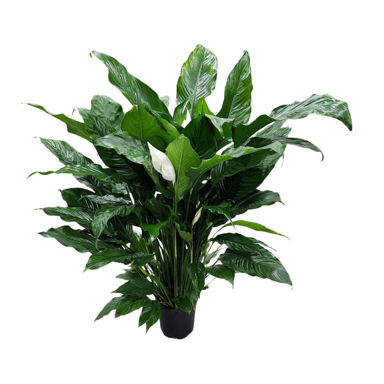 Спатифиллум Шопен