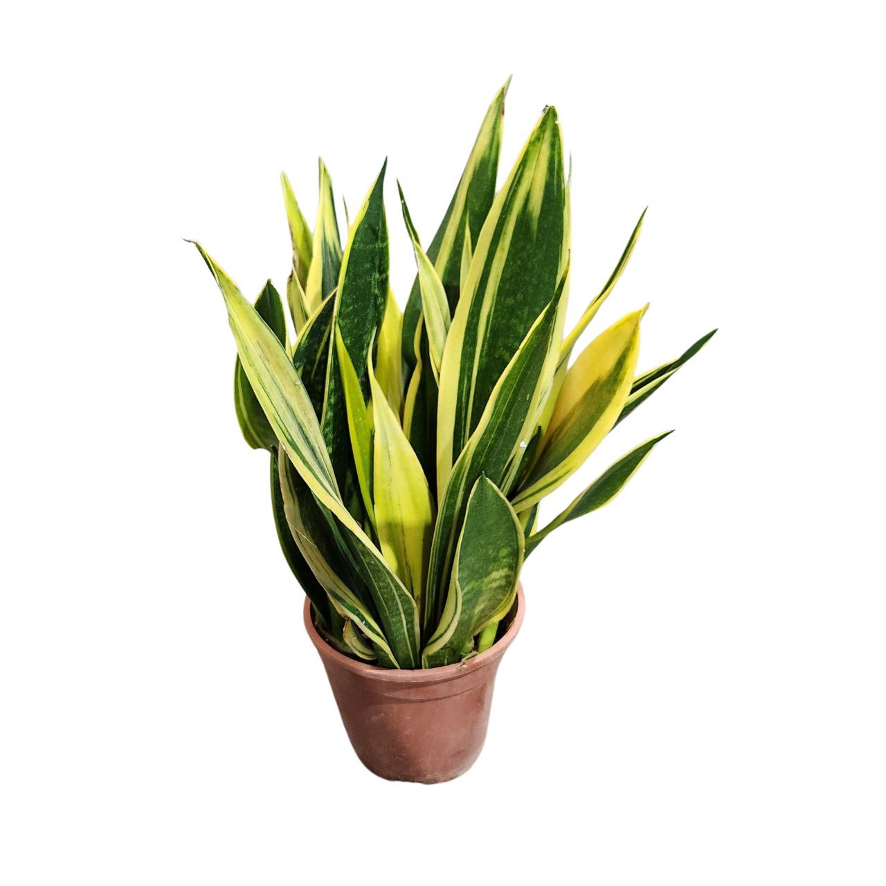 Сансевиерия Голден Хании