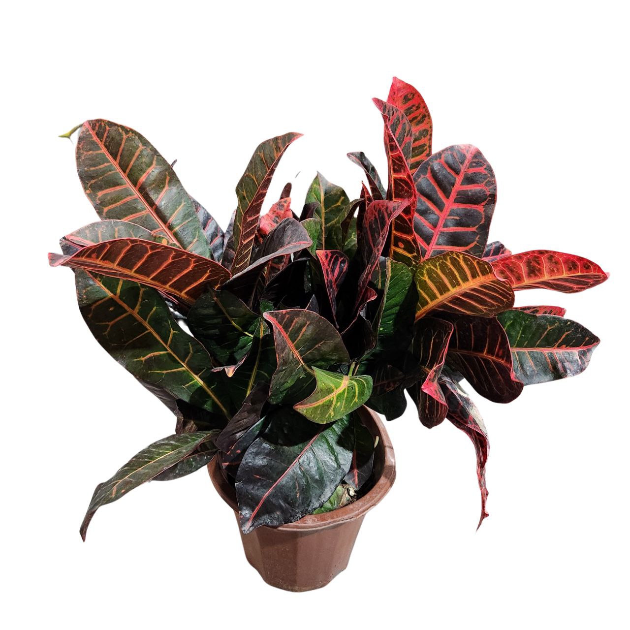 Кодиеум Петра