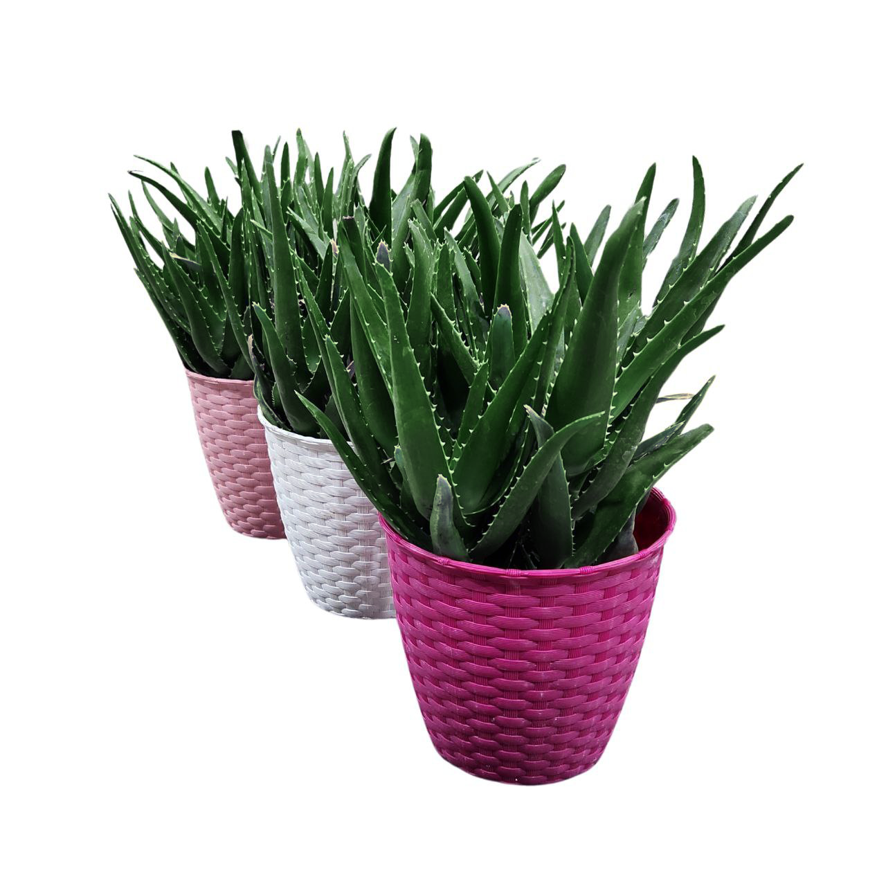 Алоэ древовидное в кашпо