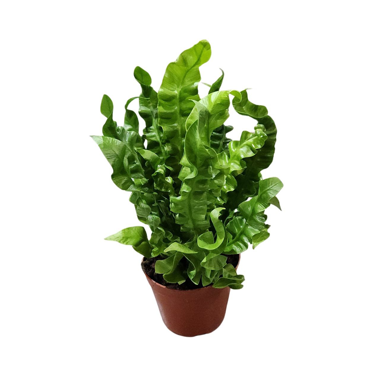 Асплениум Нидус