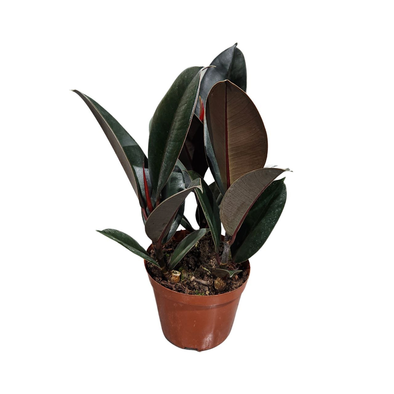 Фикус эластика Абиджан 3 ст