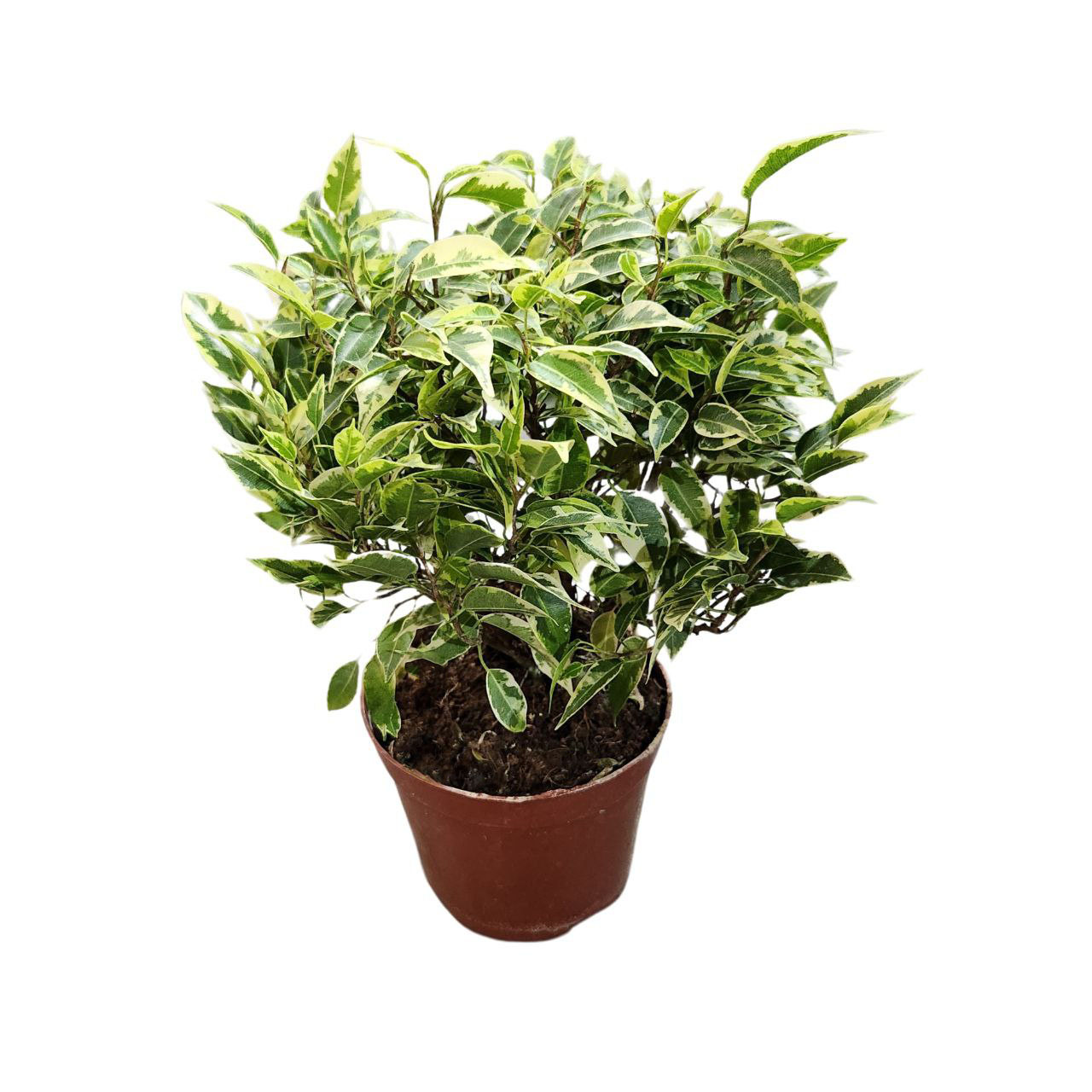 Фикус бенжамина Кинки