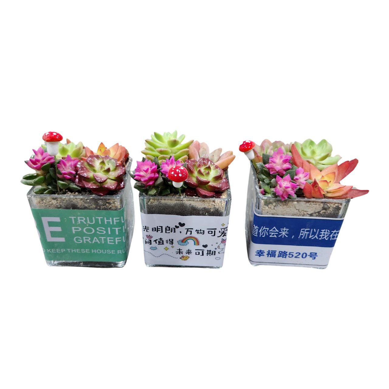 Суккулент в квадратном кашпо