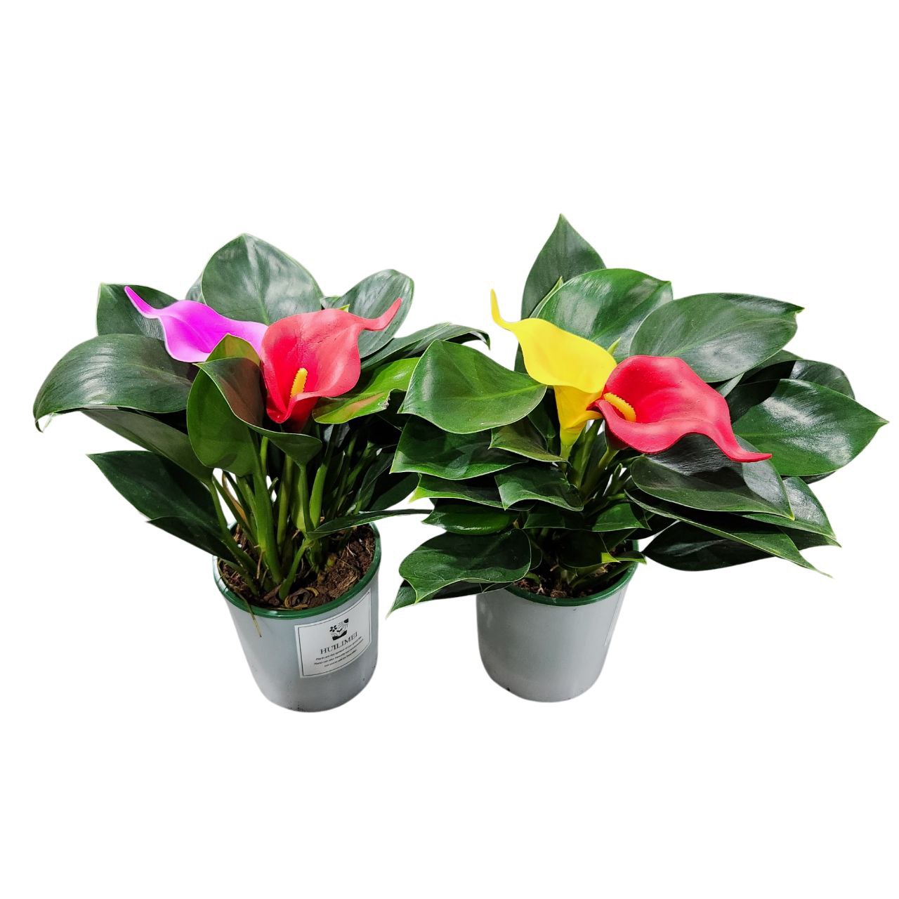 Филодендрон Грин с декором