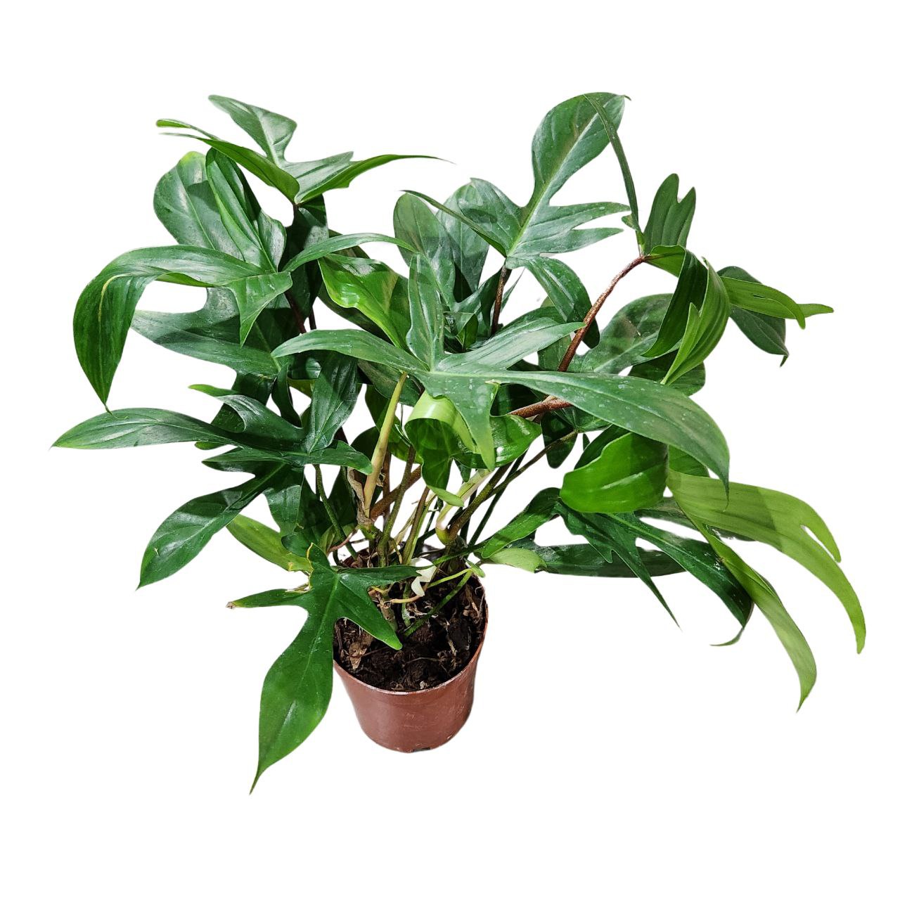 Филодендрон Грин Вандер