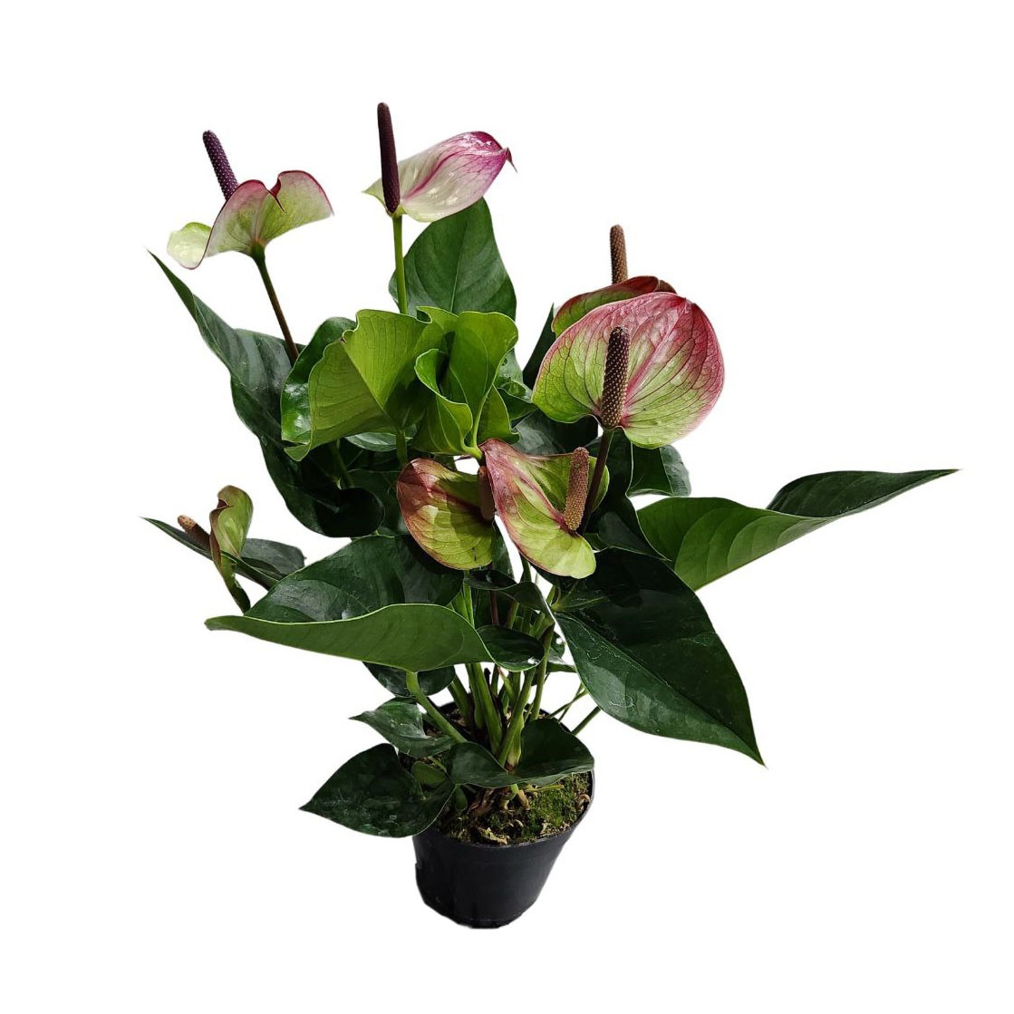 Антуриум андрианум Бьюти Куин