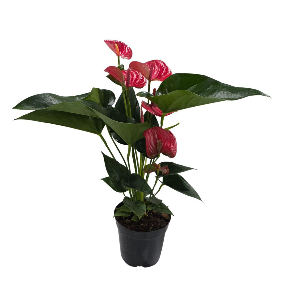 Антуриум андрианум Мелито | Оптовая цветочная компания «Флора Групп» Антуриум андрианум Мелито