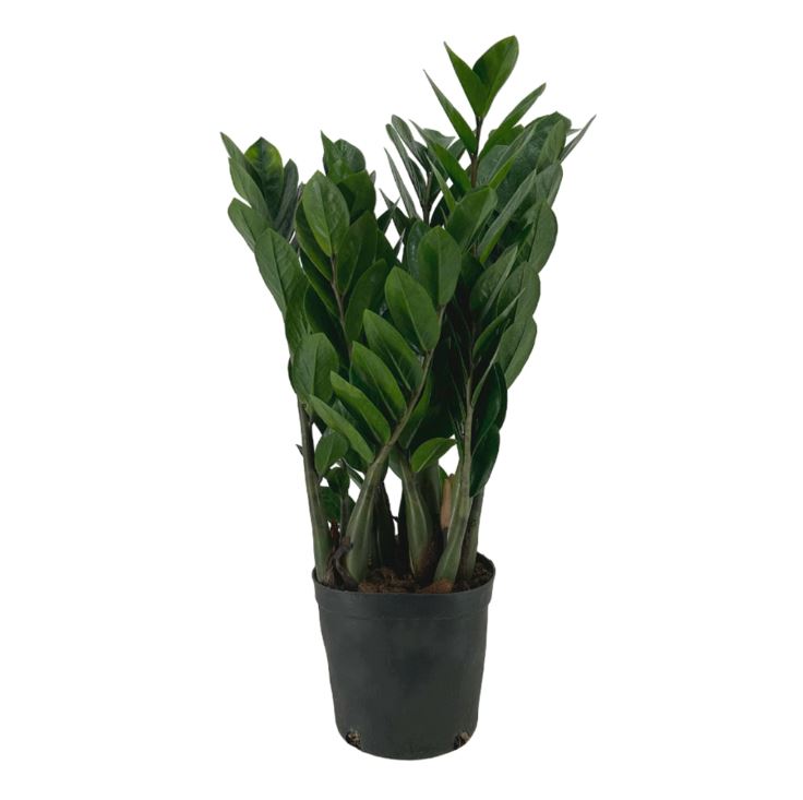 Замиокулкас