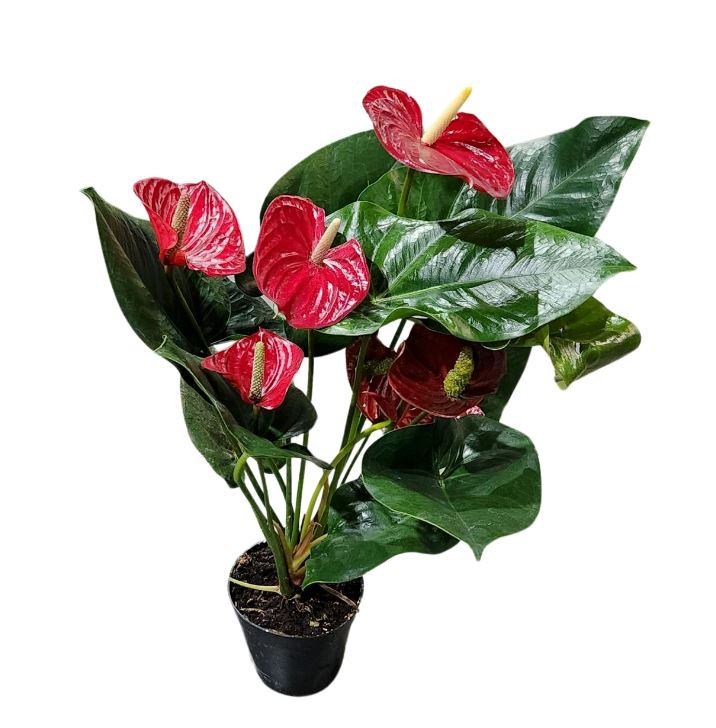 Антуриум андрианум Алабама