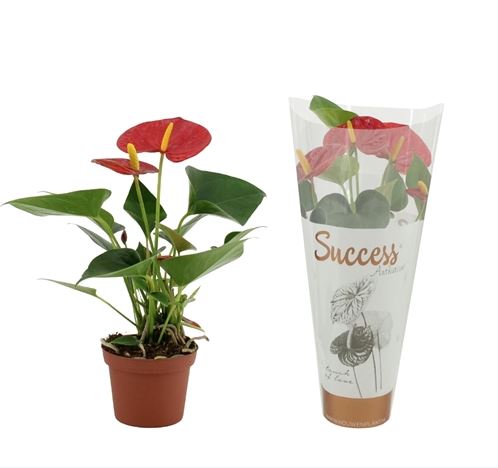 Антуриум андрианум Саксес Ред