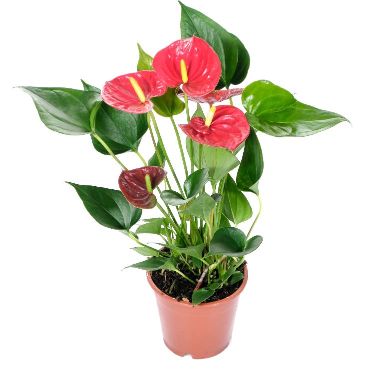 Антуриум андрианум Саксес Ред