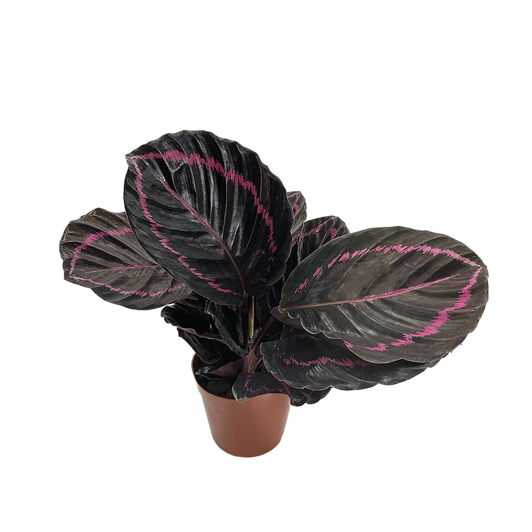 Калатея Доти