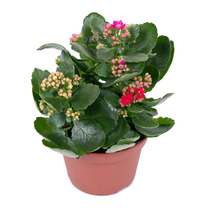 Каланхое каландива Карнавал