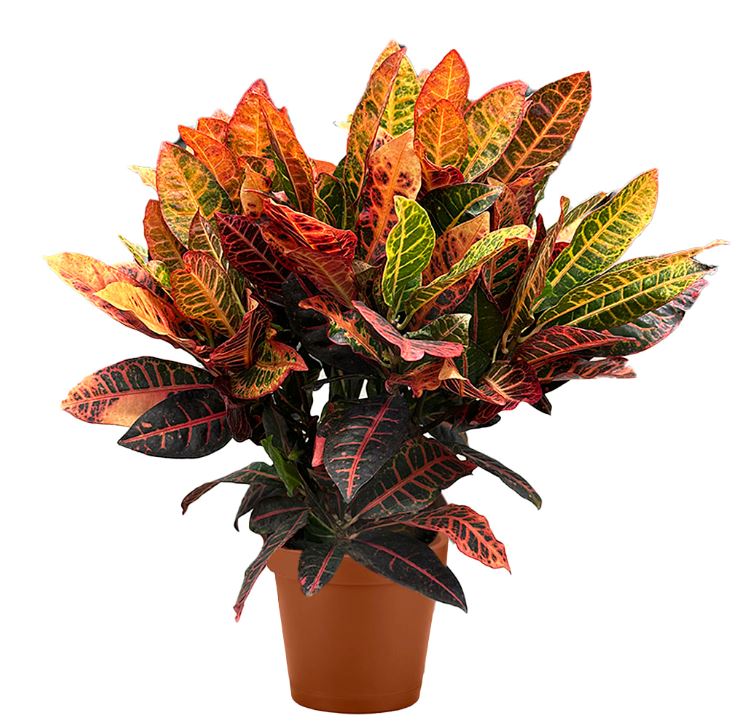 Кодиеум Вариегата микс