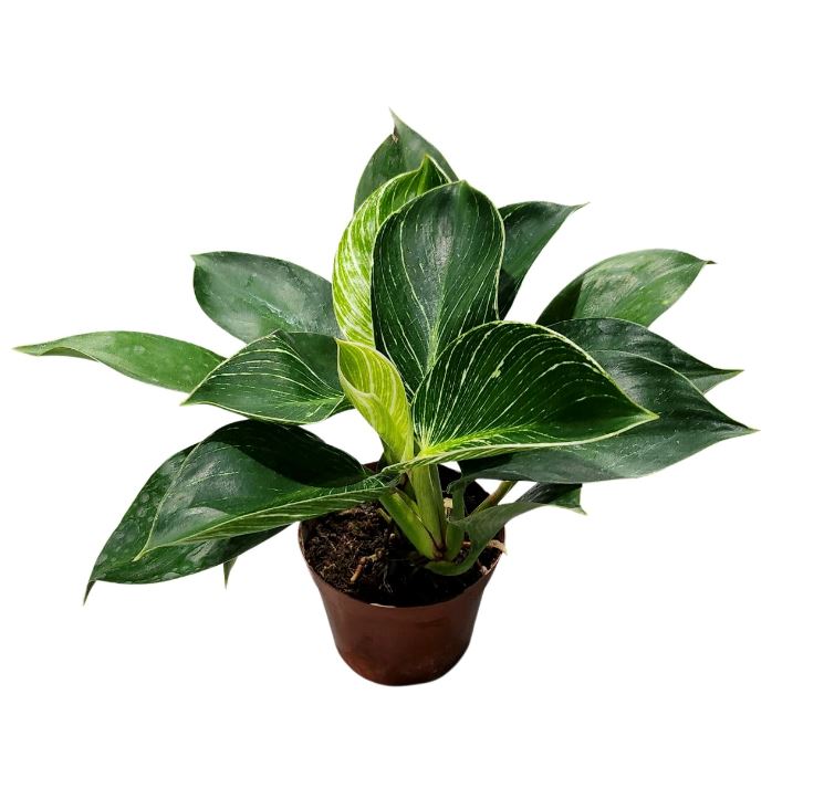 Филодендрон Биркин