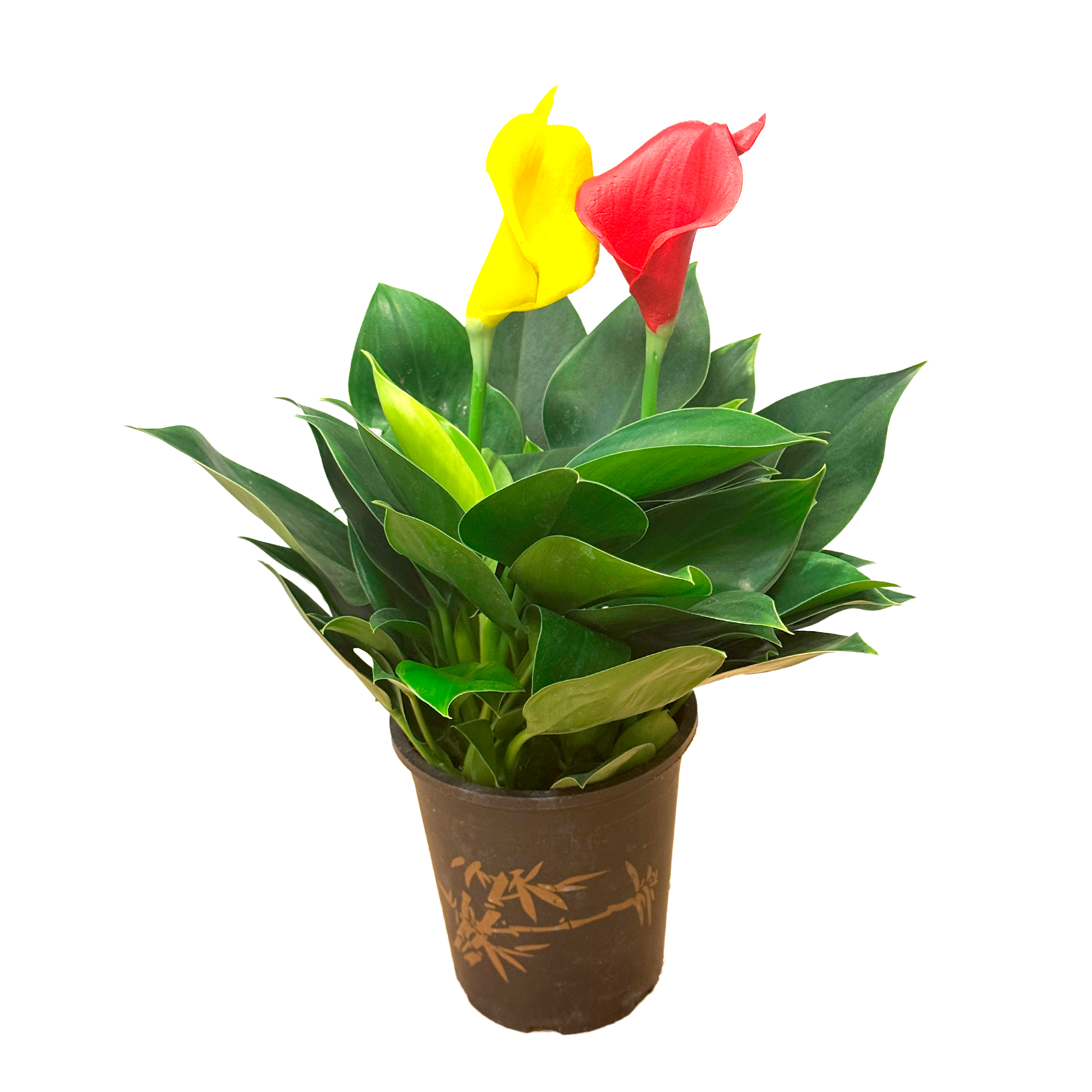 Филодендрон Грин Принцесс