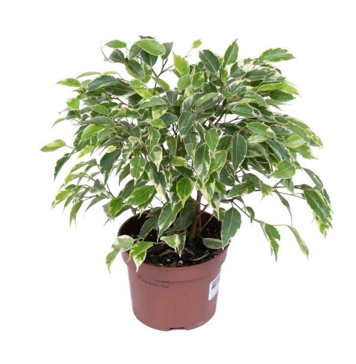 Фикус бенжамина Кинки