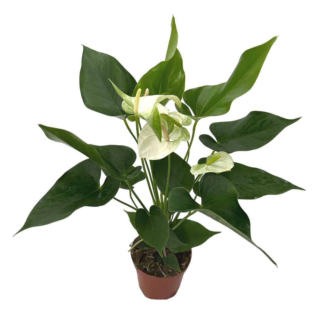 Антуриум андрианум Намора