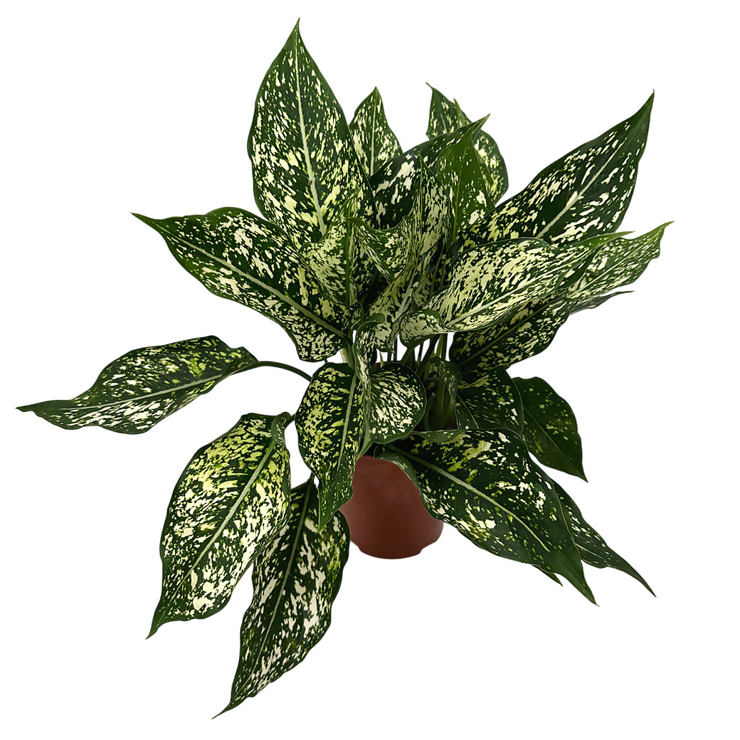 Аглаонема Эмеральд