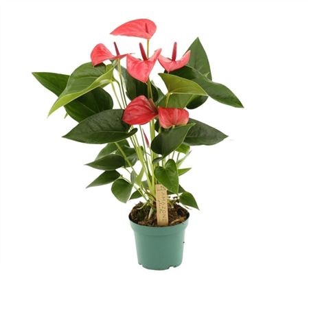 Антуриум андрианум Мелито