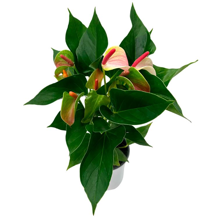 Антуриум андрианум Элегант Леди