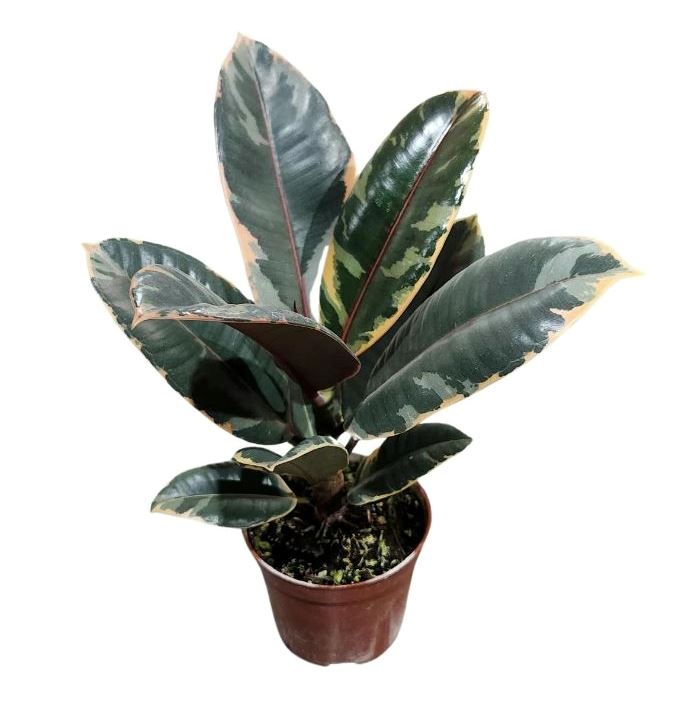 Фикус эластика Белиз