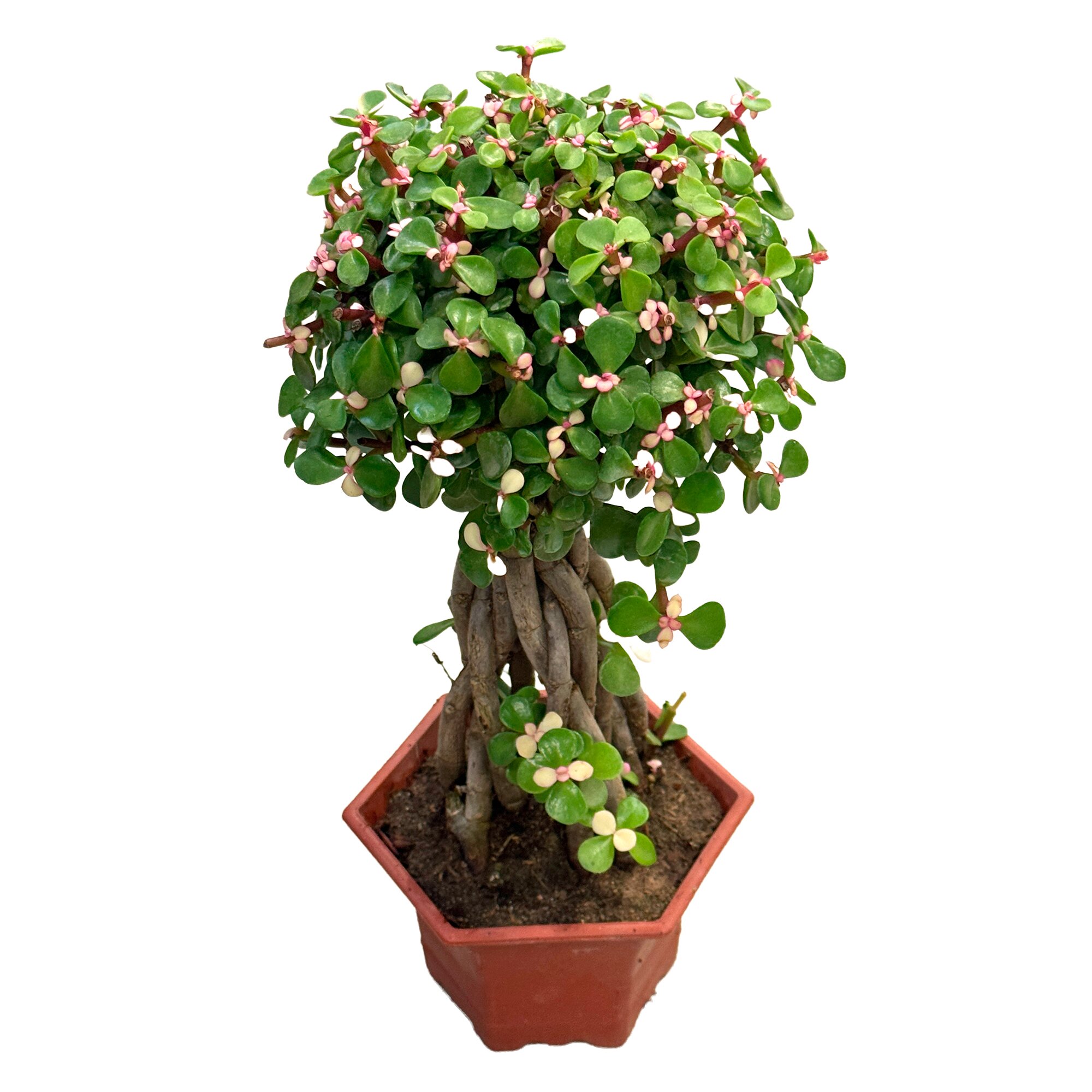 Портулакария Афра